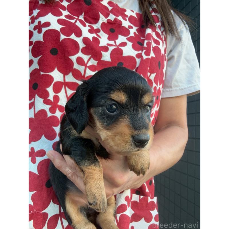 販売中の東京都のミニチュアダックスフンド(ロングヘアード)-423840の4枚目