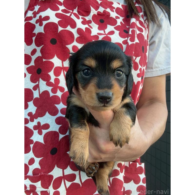 販売中の東京都のミニチュアダックスフンド(ロングヘアード)-423840の3枚目