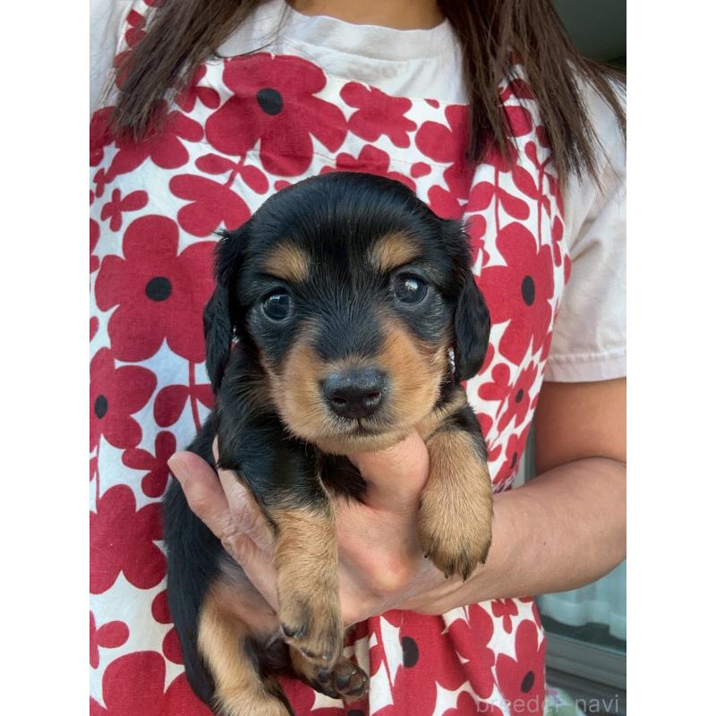 販売中の東京都のミニチュアダックスフンド(ロングヘアード)-423840の2枚目
