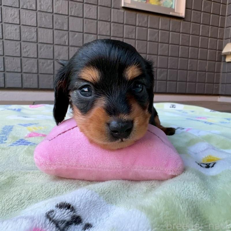 販売中の東京都のミニチュアダックスフンド(ロングヘアード)-423840の1枚目