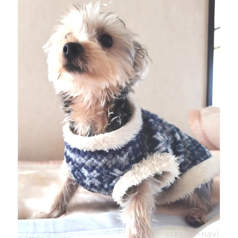 成約済の千葉県のヨークシャーテリア-375849の9枚目