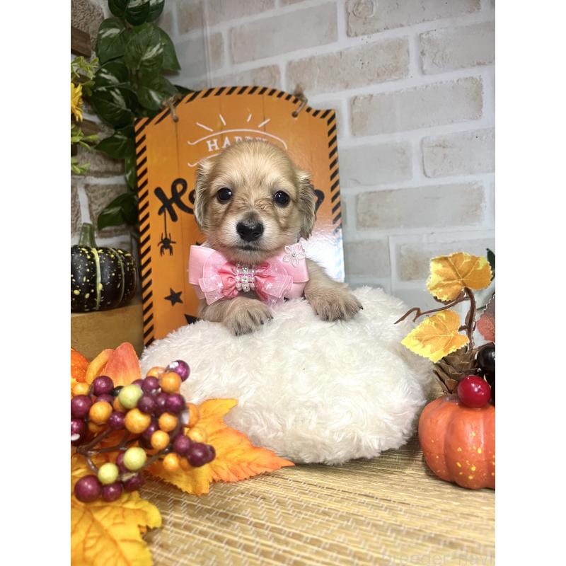 成約済の愛知県のミニチュアダックスフンド(ロングヘアード)-420728の10枚目