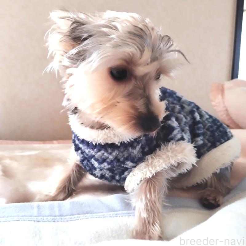 成約済の千葉県のヨークシャーテリア-375849の7枚目