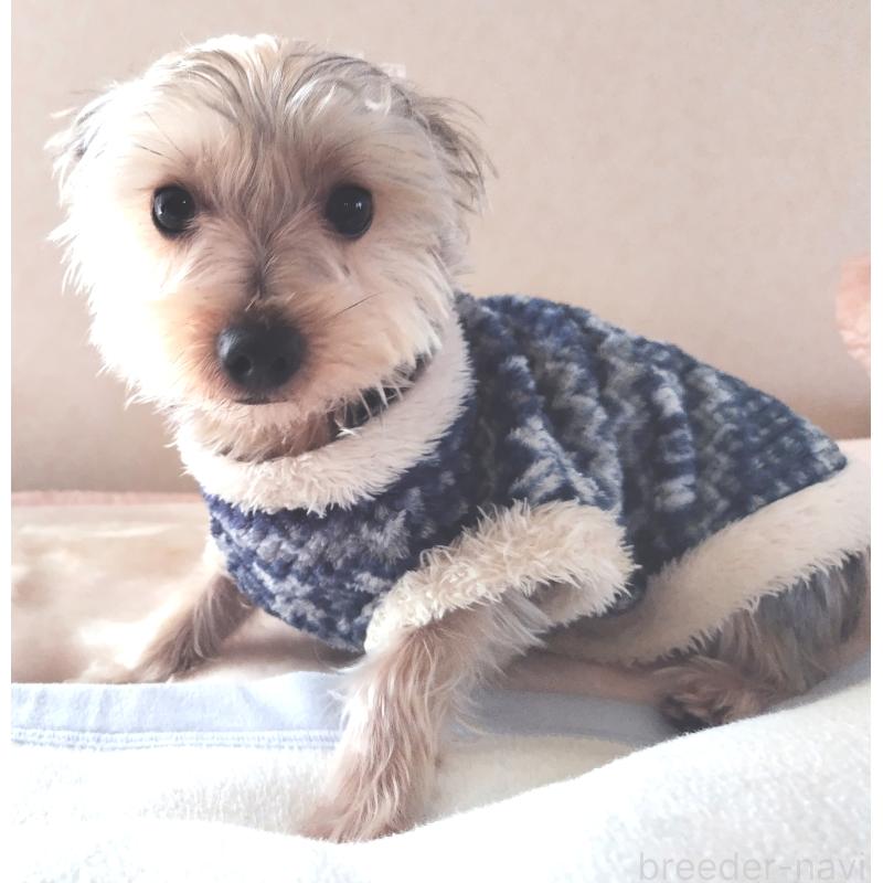 成約済の千葉県のヨークシャーテリア-375849の6枚目