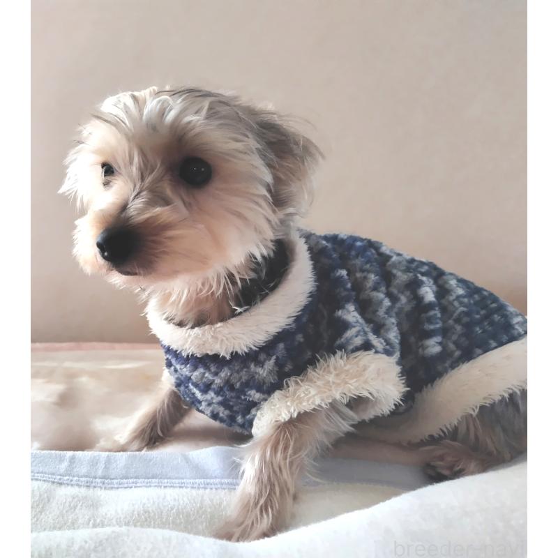 成約済の千葉県のヨークシャーテリア-375849の5枚目