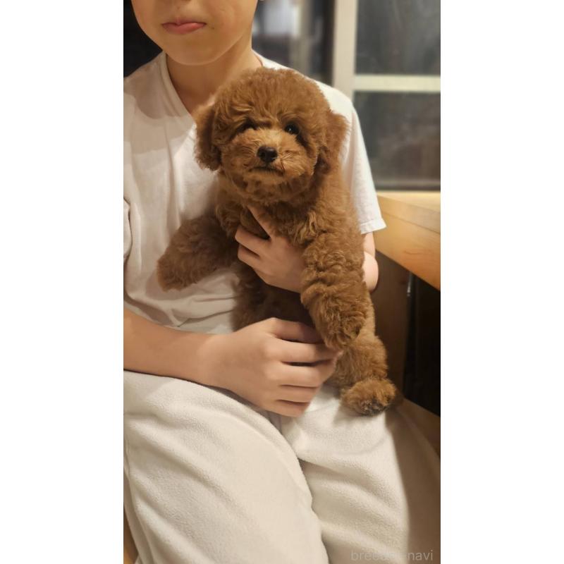 販売中の埼玉県のトイプードル-423841の8枚目