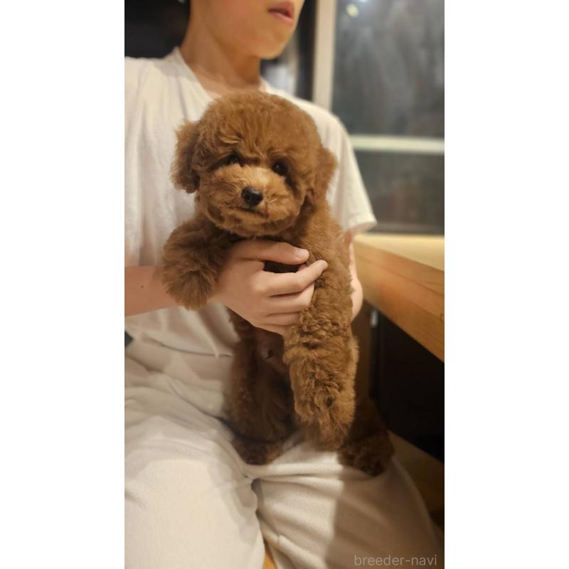 販売中の埼玉県のトイプードル-423841の6枚目