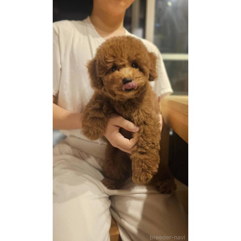 販売中の埼玉県のトイプードル-423841の7枚目