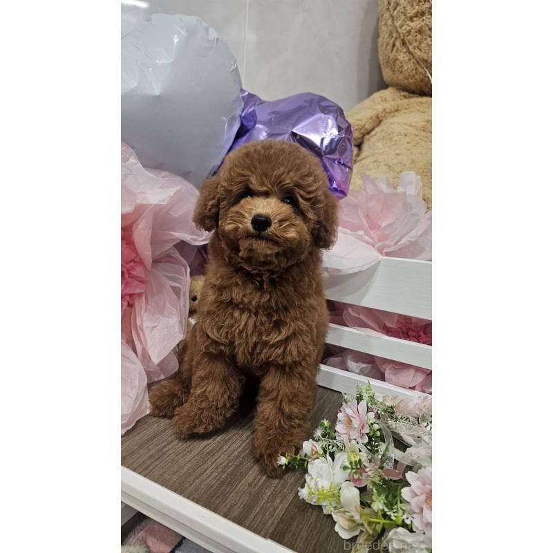 販売中の埼玉県のトイプードル-423841の5枚目