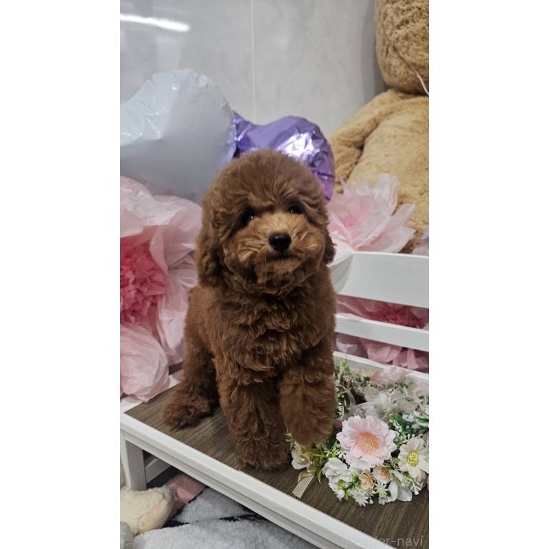 販売中の埼玉県のトイプードル-423841の4枚目