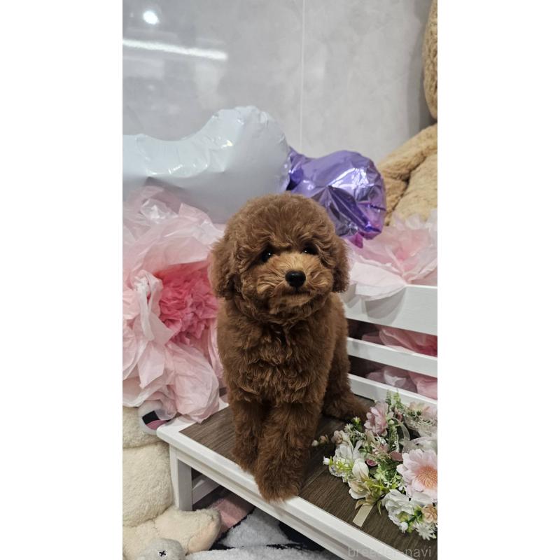 販売中の埼玉県のトイプードル-423841の3枚目