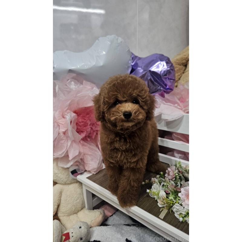 販売中の埼玉県のトイプードル-423841の2枚目