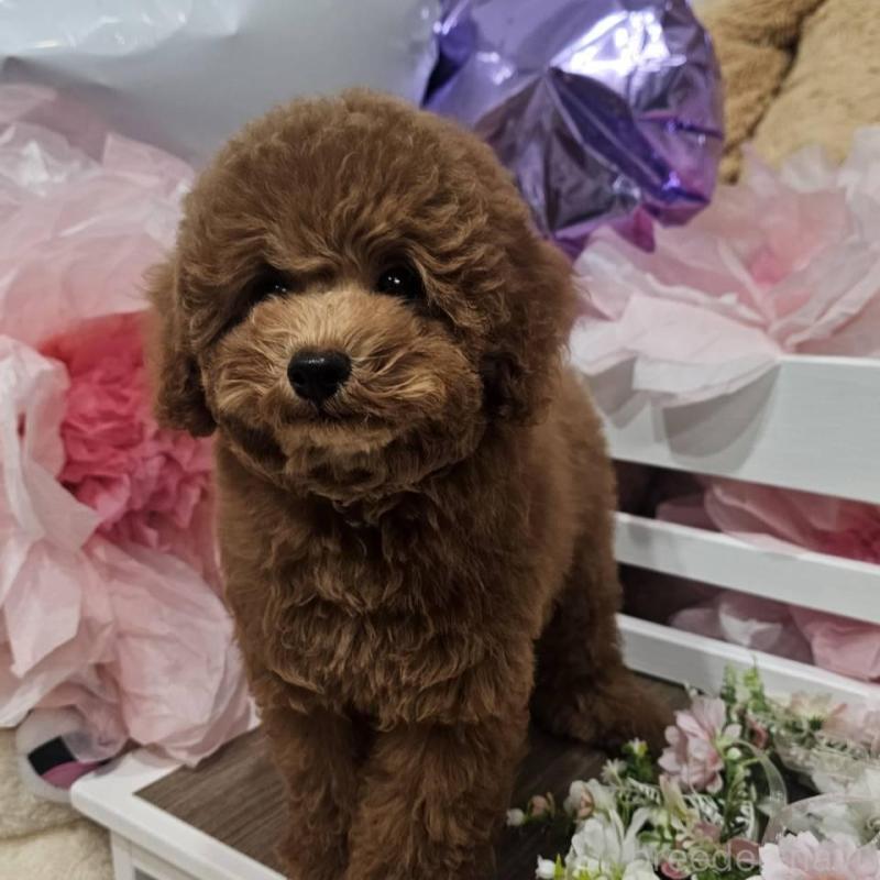 販売中の埼玉県のトイプードル-423841の1枚目