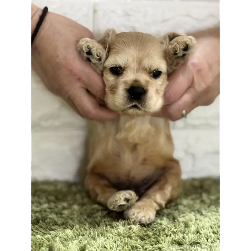 販売中の埼玉県のアメリカンコッカースパニエル-423842の4枚目