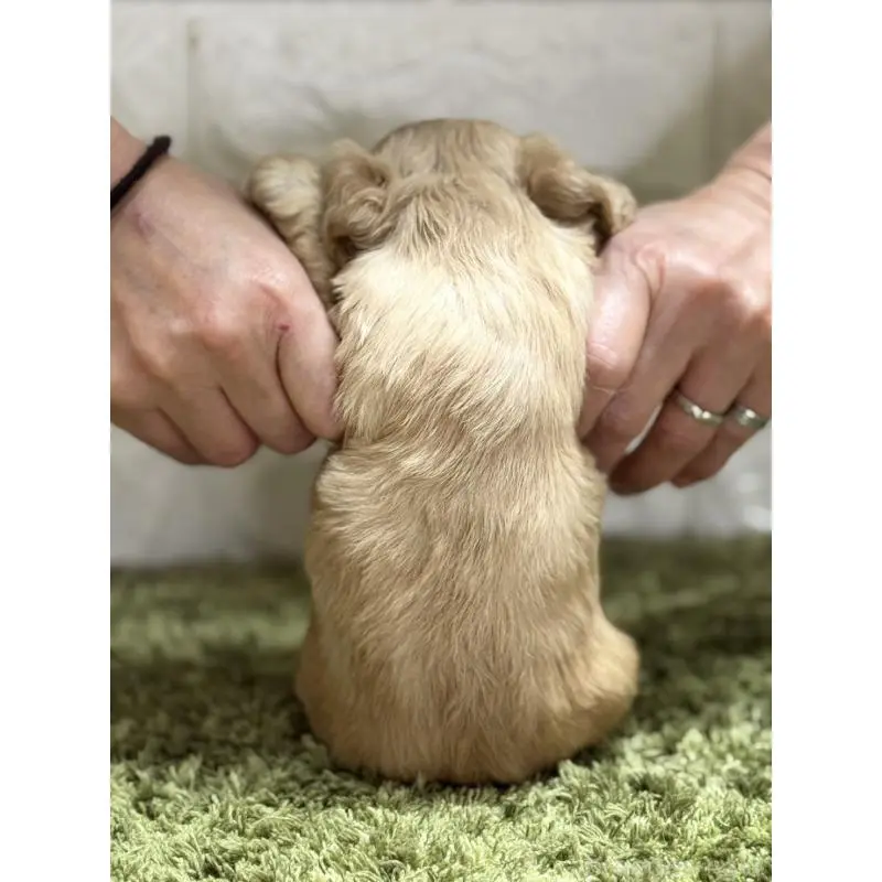 販売中の埼玉県のアメリカンコッカースパニエル-423842の2枚目