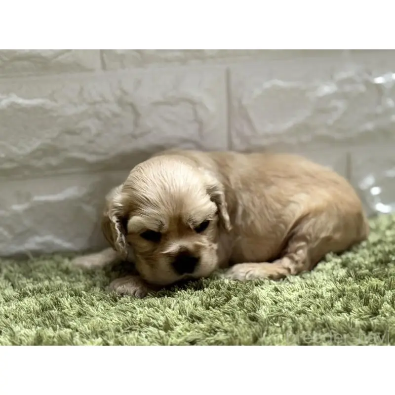 販売中の埼玉県のアメリカンコッカースパニエル-423842の3枚目