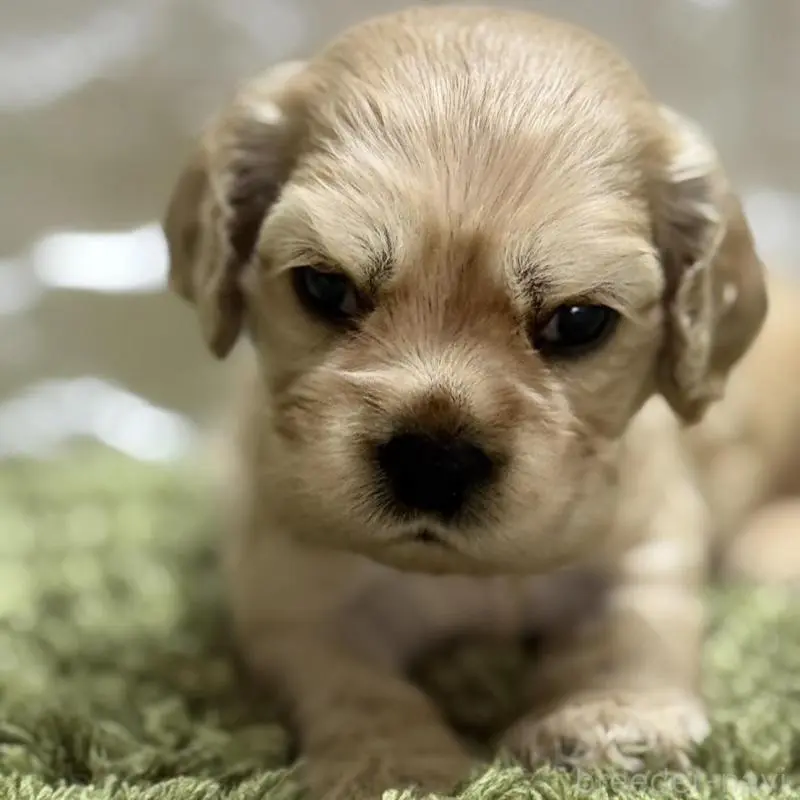 販売中の埼玉県のアメリカンコッカースパニエル-423842の1枚目