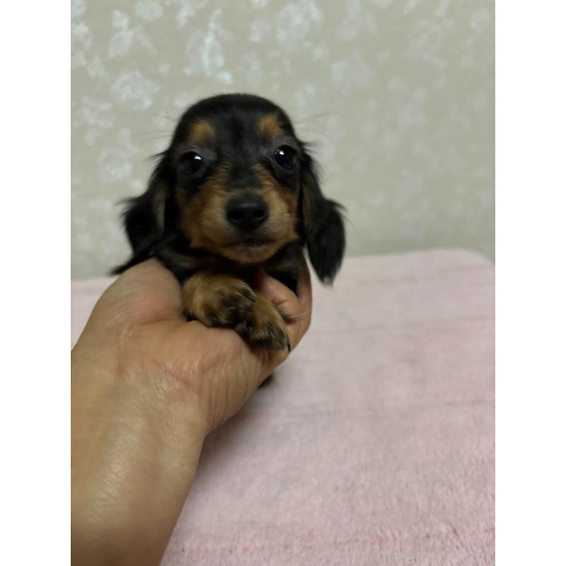 販売中の大分県のカニンヘンダックスフンド(ロングヘアード)-423843の10枚目