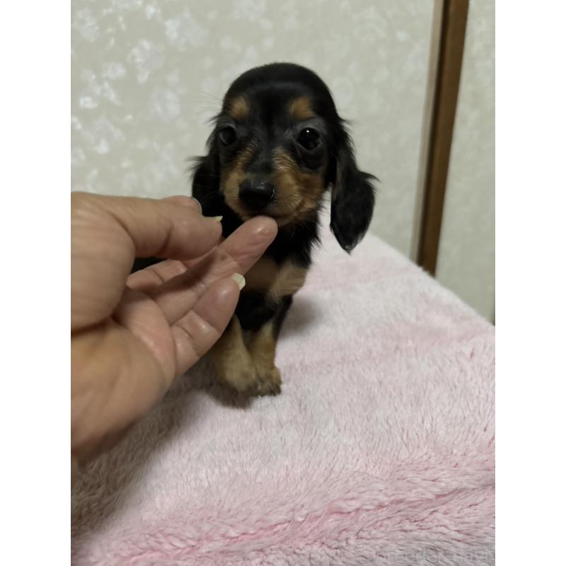 販売中の大分県のカニンヘンダックスフンド(ロングヘアード)-423843の9枚目