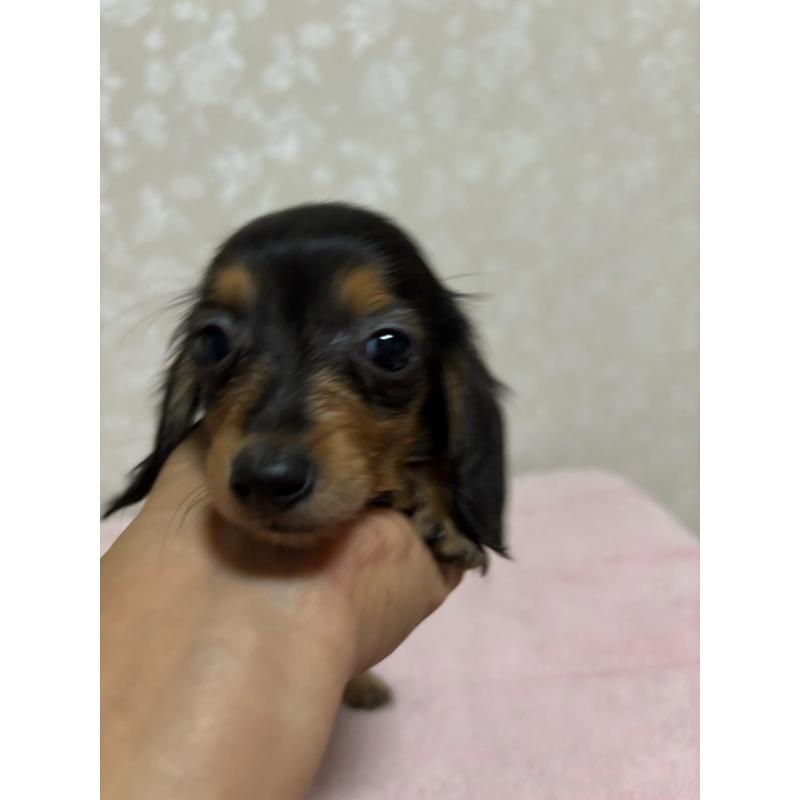 販売中の大分県のカニンヘンダックスフンド(ロングヘアード)-423843の7枚目