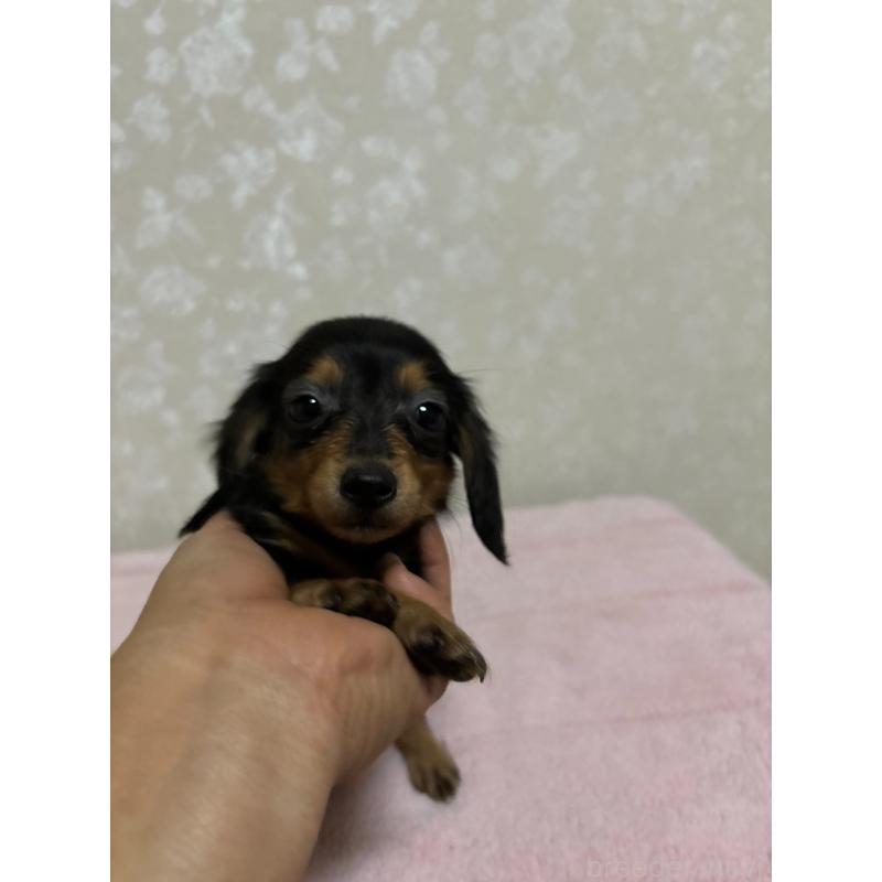 販売中の大分県のカニンヘンダックスフンド(ロングヘアード)-423843の6枚目