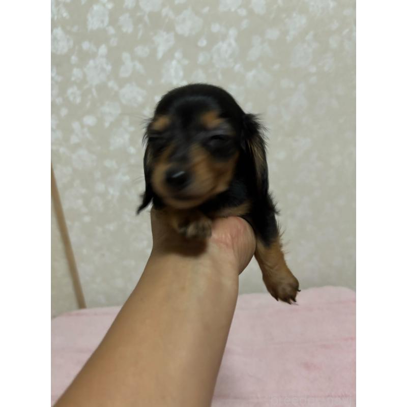 販売中の大分県のカニンヘンダックスフンド(ロングヘアード)-423843の5枚目