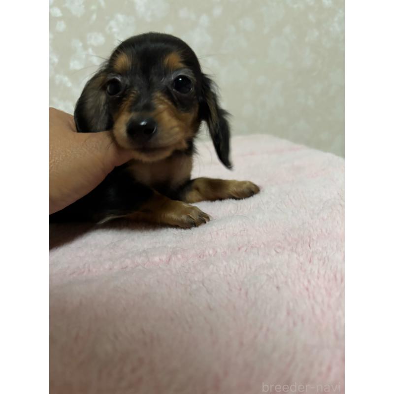 販売中の大分県のカニンヘンダックスフンド(ロングヘアード)-423843の4枚目