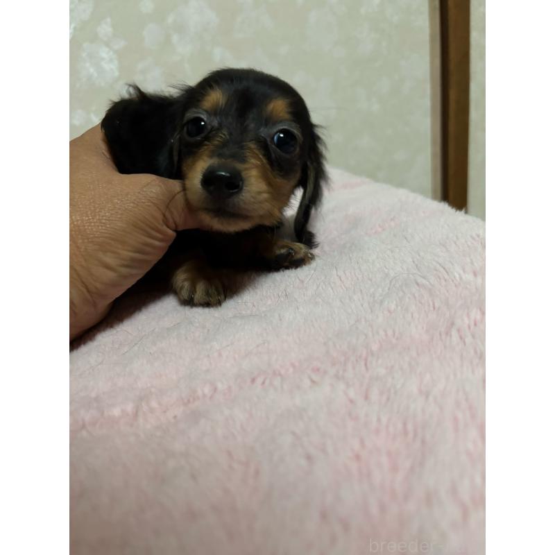 販売中の大分県のカニンヘンダックスフンド(ロングヘアード)-423843の3枚目