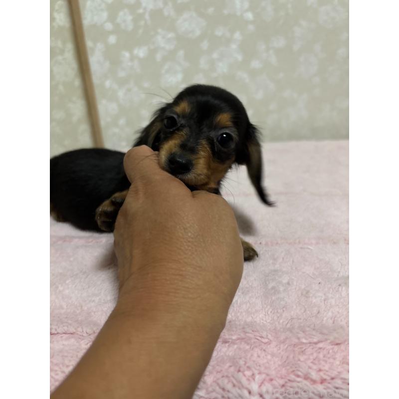 販売中の大分県のカニンヘンダックスフンド(ロングヘアード)-423843の2枚目