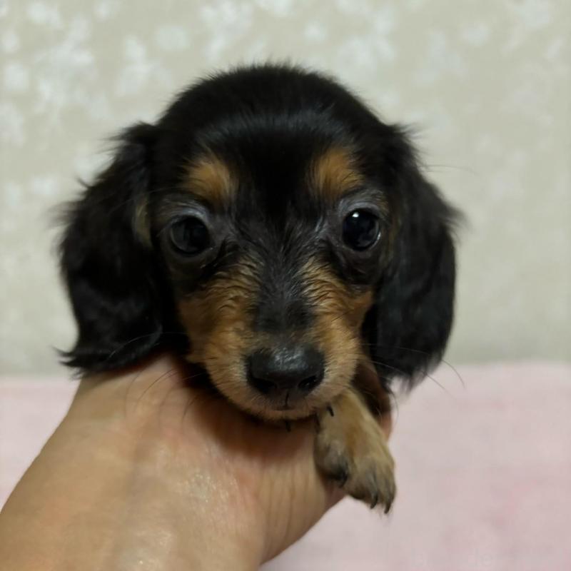 販売中の大分県のカニンヘンダックスフンド(ロングヘアード)-423843の1枚目