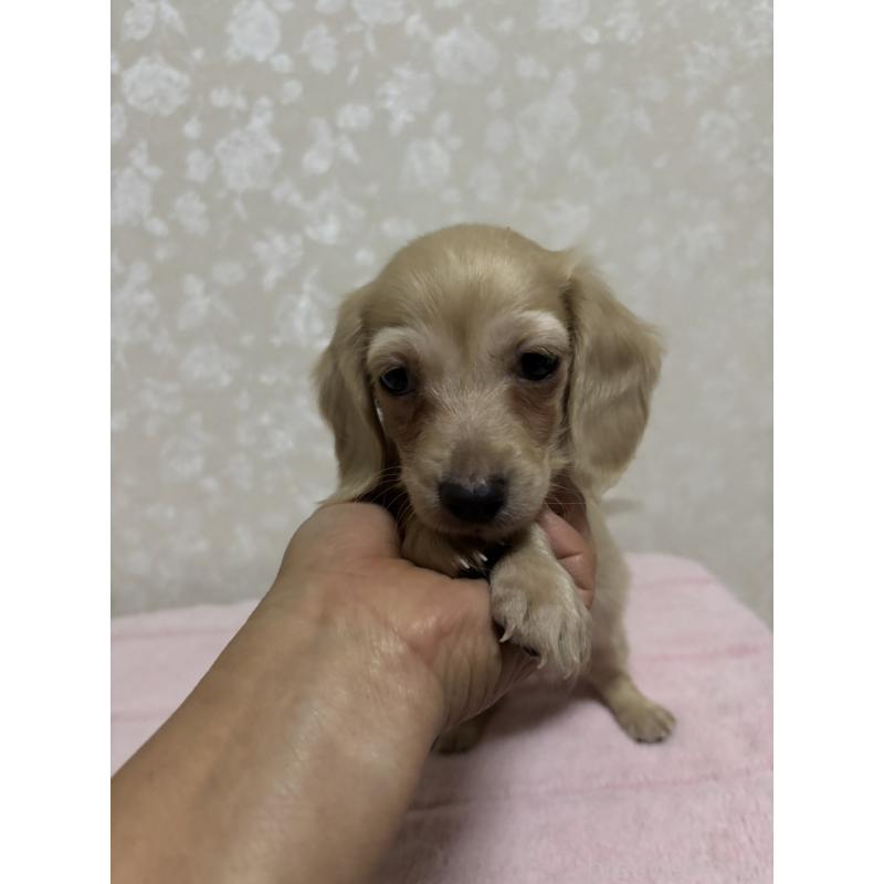 販売中の大分県のカニンヘンダックスフンド(ロングヘアード)-423845の18枚目