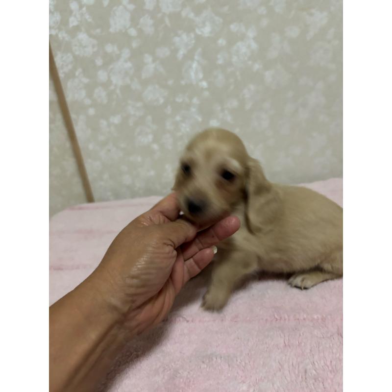 販売中の大分県のカニンヘンダックスフンド(ロングヘアード)-423845の17枚目