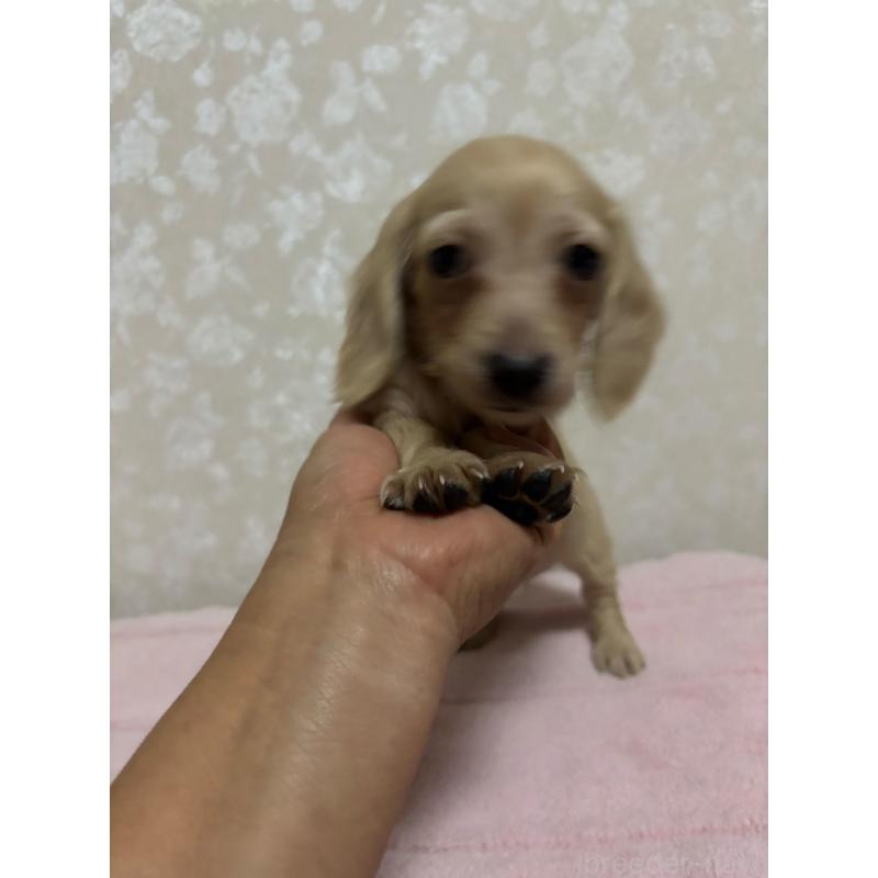 販売中の大分県のカニンヘンダックスフンド(ロングヘアード)-423845の16枚目