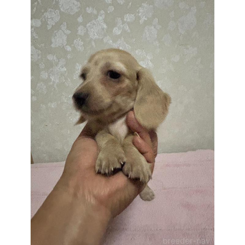 販売中の大分県のカニンヘンダックスフンド(ロングヘアード)-423845の15枚目