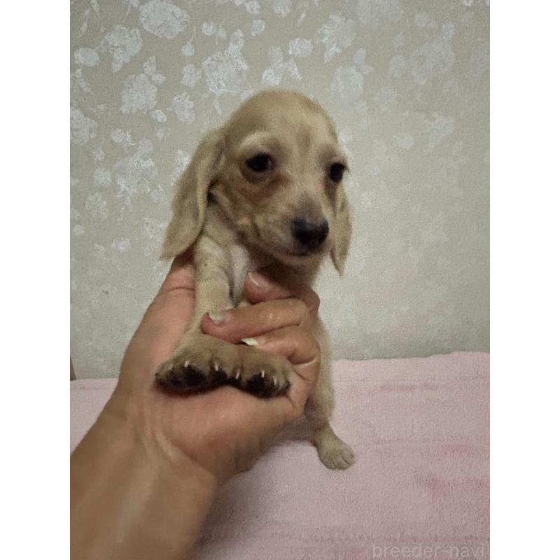 販売中の大分県のカニンヘンダックスフンド(ロングヘアード)-423845の14枚目