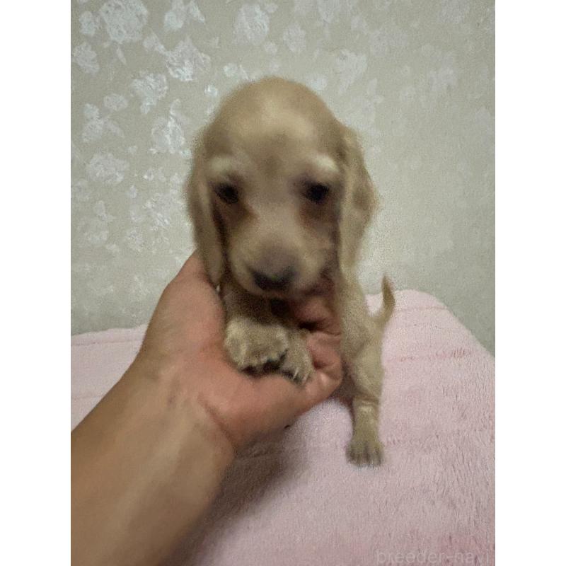 販売中の大分県のカニンヘンダックスフンド(ロングヘアード)-423845の13枚目