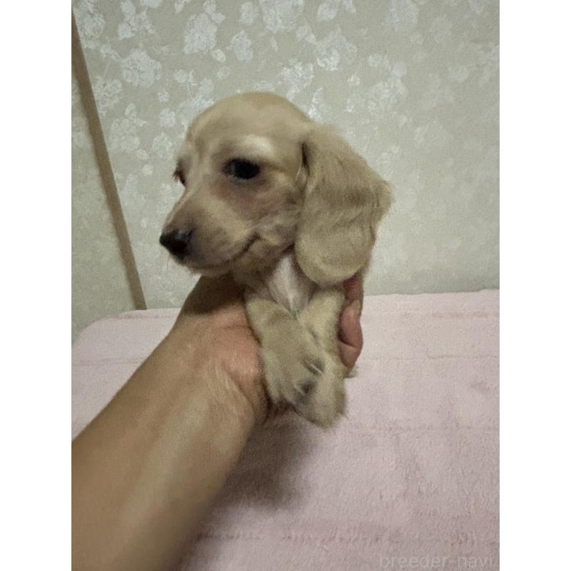 販売中の大分県のカニンヘンダックスフンド(ロングヘアード)-423845の12枚目