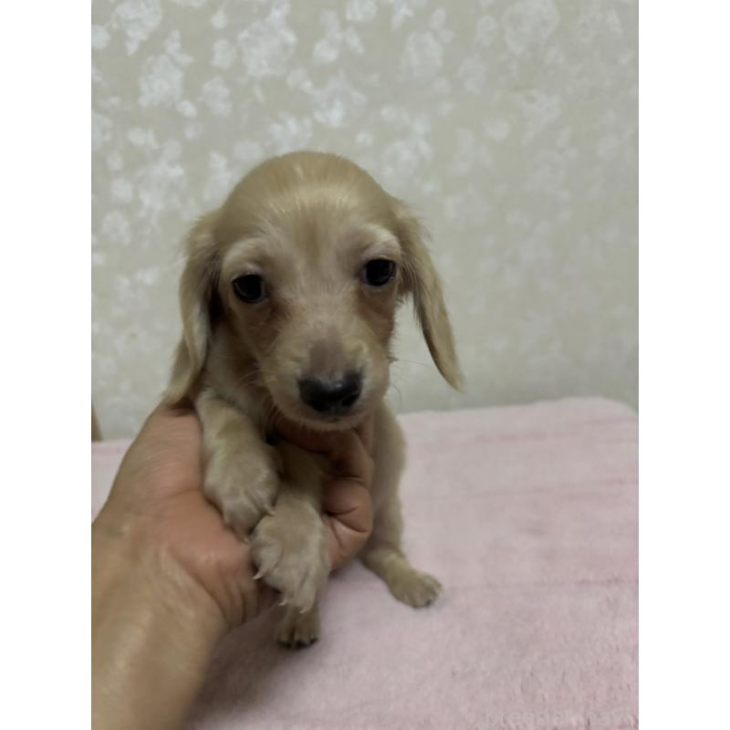 販売中の大分県のカニンヘンダックスフンド(ロングヘアード)-423845の11枚目