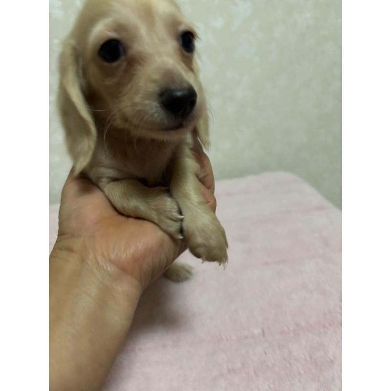 販売中の大分県のカニンヘンダックスフンド(ロングヘアード)-423845の10枚目