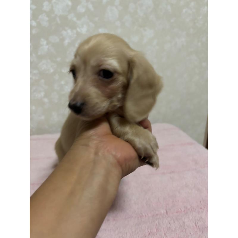 販売中の大分県のカニンヘンダックスフンド(ロングヘアード)-423845の9枚目