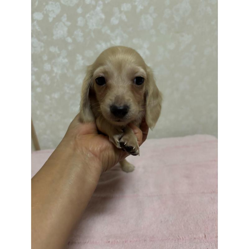 販売中の大分県のカニンヘンダックスフンド(ロングヘアード)-423845の7枚目