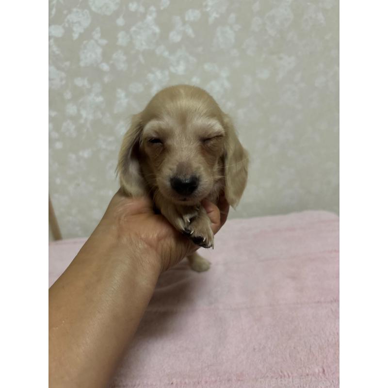 販売中の大分県のカニンヘンダックスフンド(ロングヘアード)-423845の6枚目