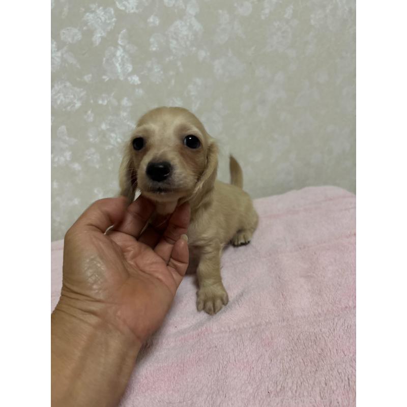 販売中の大分県のカニンヘンダックスフンド(ロングヘアード)-423845の5枚目