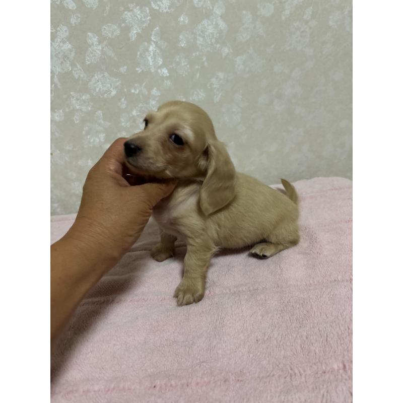 販売中の大分県のカニンヘンダックスフンド(ロングヘアード)-423845の4枚目