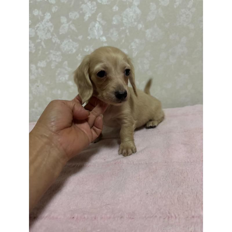 販売中の大分県のカニンヘンダックスフンド(ロングヘアード)-423845の3枚目