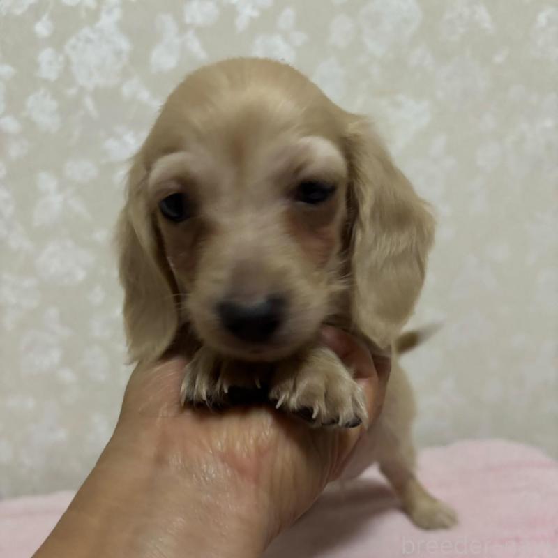 販売中の大分県のカニンヘンダックスフンド(ロングヘアード)-423845の2枚目