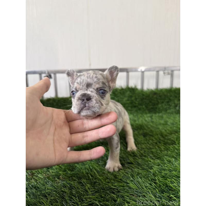 販売中の茨城県のフレンチブルドッグ-423846の5枚目