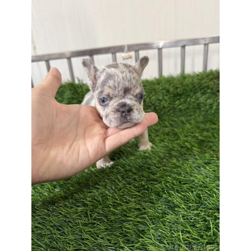 販売中の茨城県のフレンチブルドッグ-423846の4枚目