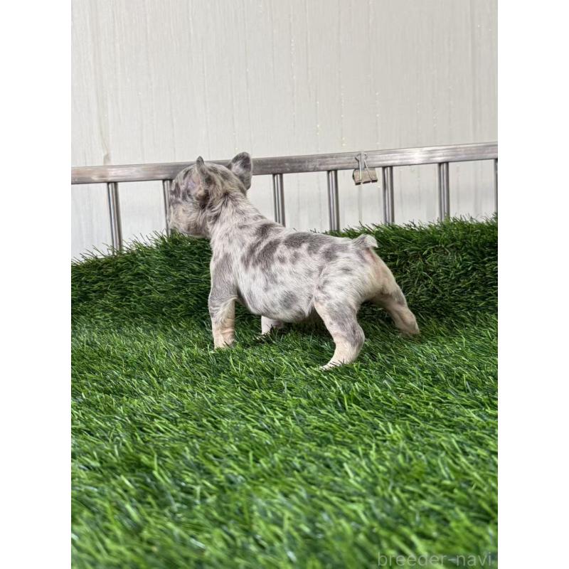 販売中の茨城県のフレンチブルドッグ-423846の3枚目