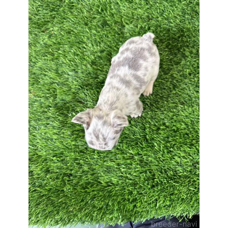 販売中の茨城県のフレンチブルドッグ-423846の2枚目